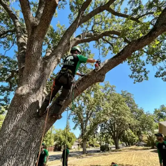 Certified arborist climbing a San Diego oak tree with chainsaw