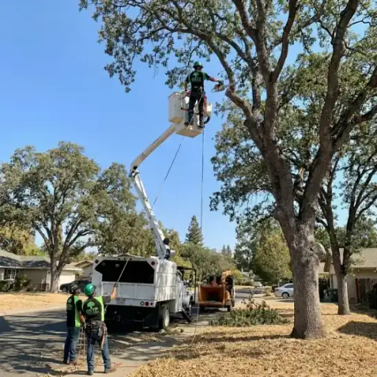 Bucket truck trimming a large oak tree in San Diego