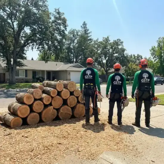Freshly cut oak logs from a San Diego tree removal